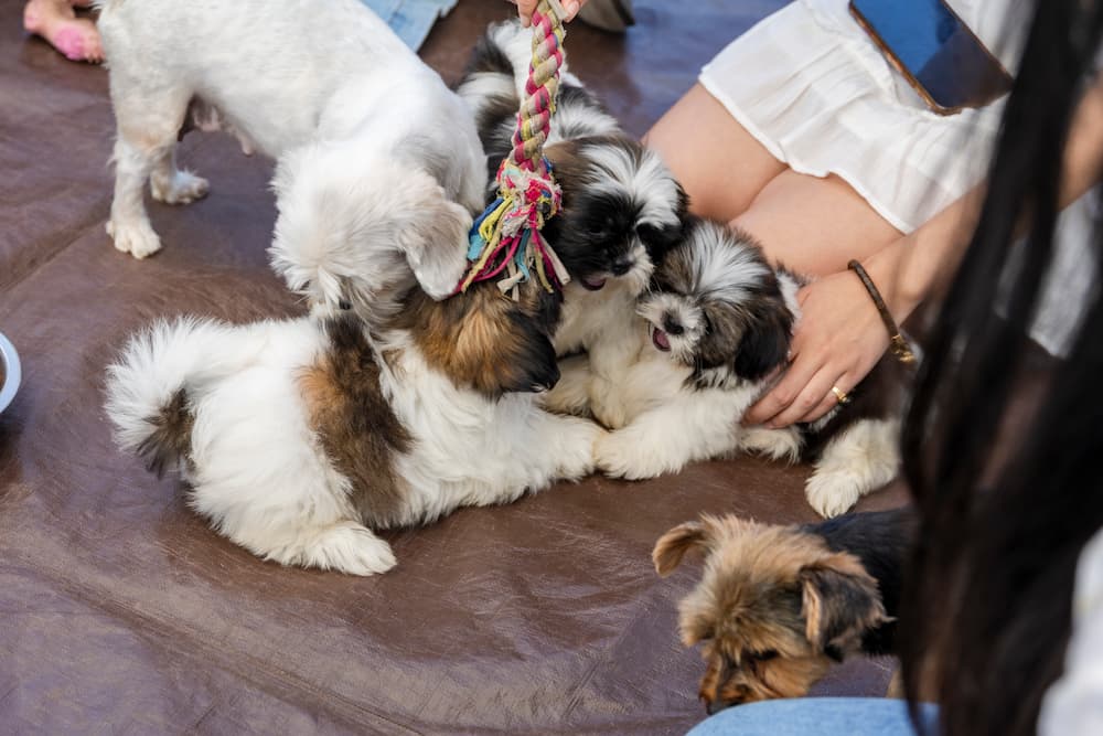 puppies playing at Pawsitive Finals week event