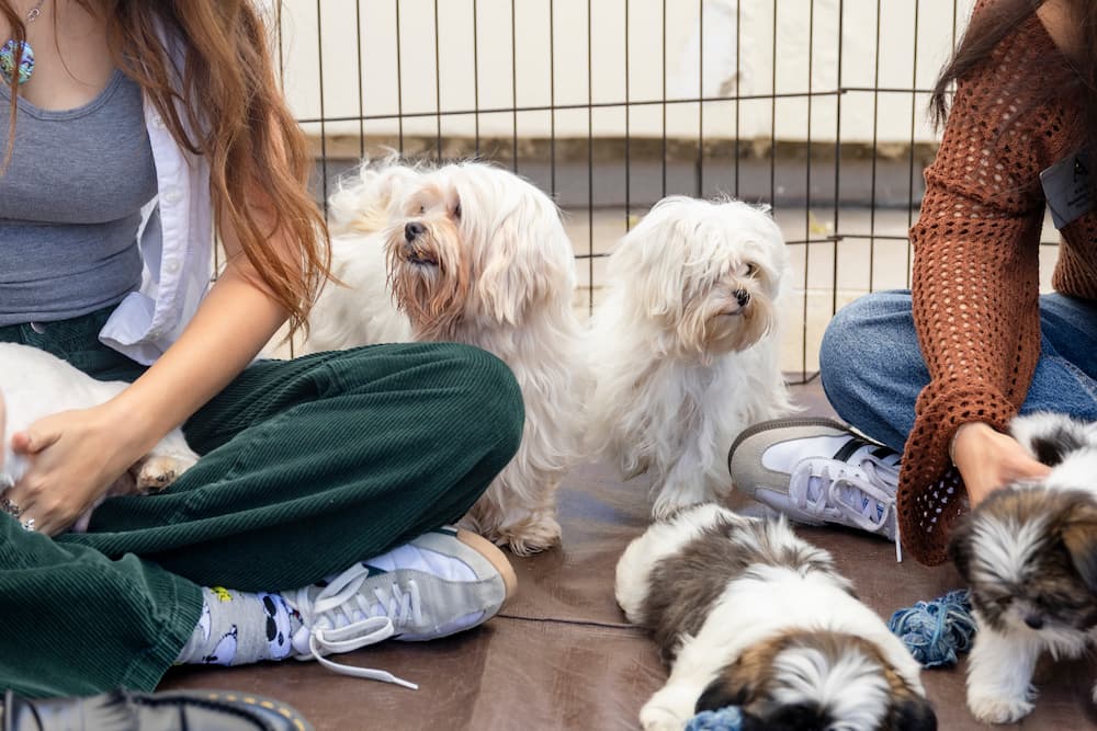 puppies with students